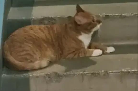 Найдена кошка, Москва, фото: Кошка найдена: Шарикоподшипниковская 26