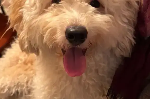 Найдена собака, Москва, фото: Найдена собака, Старобитцевская ул., Москва