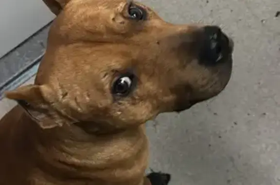 Найдена собака, Краснодар, фото: Найдена собака, Криничная 69, Краснодар