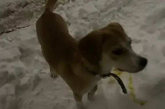 Найдена собака, Владимир, фото: Собака найдена на проспекте Строителей, Владимир