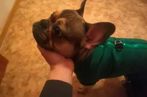 Найдена собака, Казань, фото: Собака найдена у Пятёрочки, Восстания, Казань