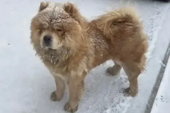 Объявления о пропавших и найденных животных, Ростов-на-Дону, фото: Чау-чау найдена на ул. Ленина, 175