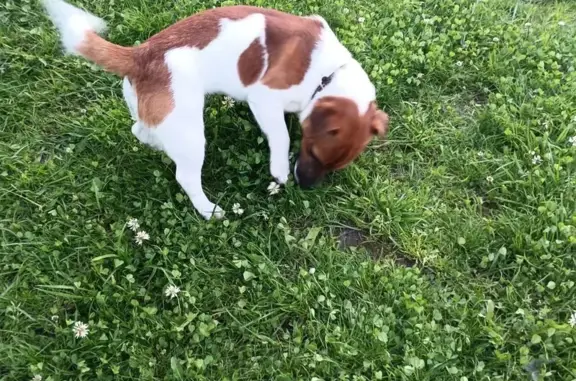Пропала собака, ул. Ладыженского, 17 - photo