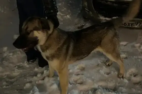 Найдена собака, Одинцовский, фото: Щенок найден на Можайском шоссе