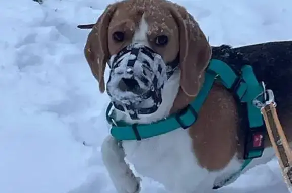 Пропала собака на ул. Кибальчича, СПб - photo