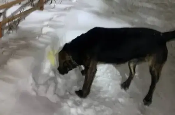 Найдена собака, Казань, фото: Собака найдена на ул. Шуртыгина, Казань