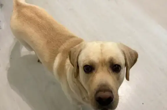 Найденные животные Северодвинск, фото: Собака найдена, ул. Чеснокова 2, Северодвинск