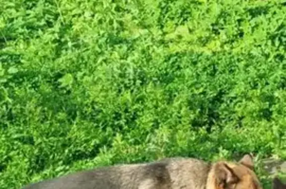 Пропала овчарка в Шахтёрском, Тула - photo