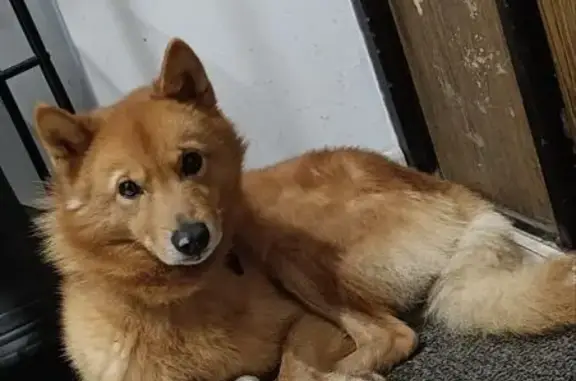 Найдена собака, Красногорск, фото: Собака найдена в МО, забежала на участки