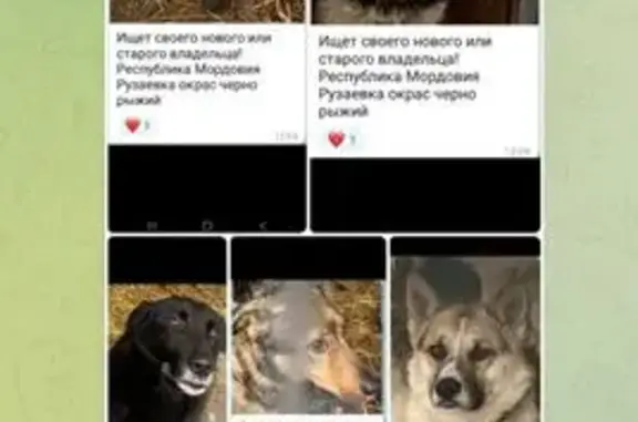 Объявления о пропавших и найденных животных, Рузаевка, фото: Собака найдена в Рузаевке, Мордовия