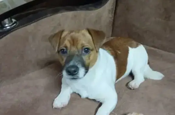 Пропала собака на ул. Ладыженского, Кологрив - photo