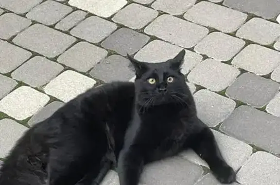 Пропала кошка, Ростовская обл., Гигант - photo