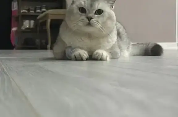 Пропала кошка, Калачинская ул., Элиста - photo