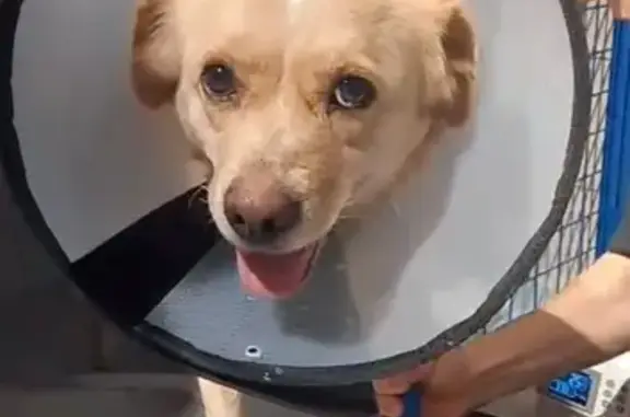 Найдена собака, Краснодар, фото: Собака найдена: ул. Крузенштерна, 5, Крдр