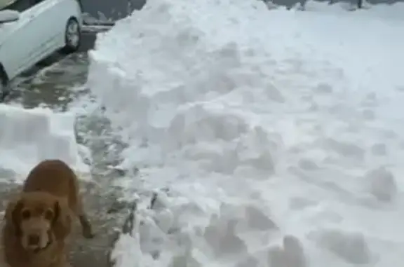 Пропала собака, Грушовая ул., Белореченск - photo
