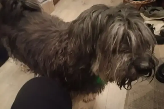 Найдена собака, Санкт-Петербург, фото: Найдена собака, Софийская ул. 24А, СПб