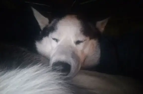 Найдена собака, Владикавказ, фото: Собака найдена: Моск. ул., 42, Владикавказ