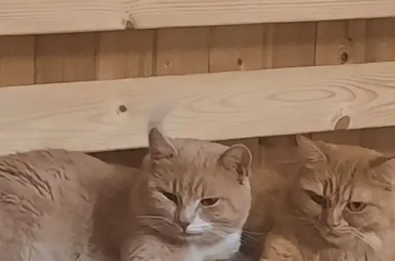 Пропала кошка, МО, правая лапа белая. - photo