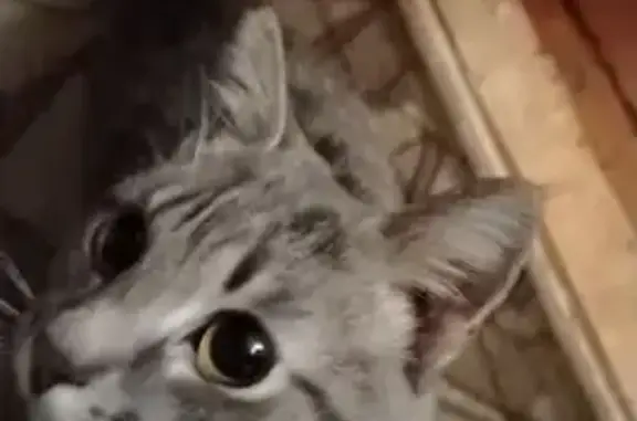 Найденные животные Шахты, фото: Найдена серая кошка, Шахты, Ростовская обл.