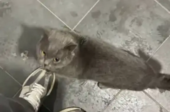 Найдена кошка, Калининград, фото: Кошка найдена, Старокаменная 3А, Калининград