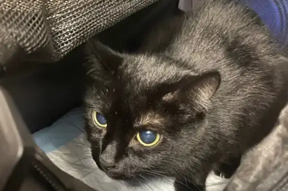 Найдена кошка, Екатеринбург, фото: Чёрная кошка найдена на ул. 22 Партсъезда, 24