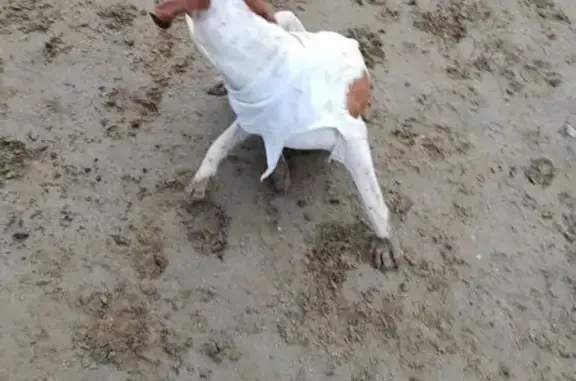 Найдена собака, Фёдоровское, фото: Собака найдена: Фёдоровское, 03К-032