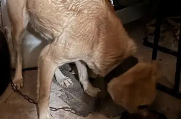 Найдена собака, Чаплыгин, фото: Собака найдена: Мичуринск, Зарницы