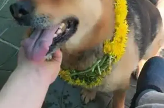 Пропала собака, Комсомольская 16, Кольчугино - photo