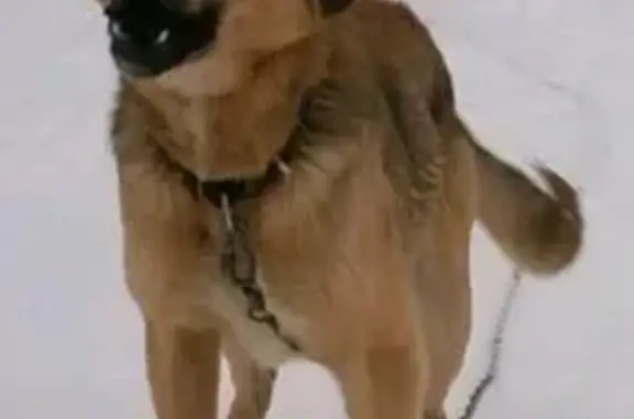 Пропала собака, Лесная ул. 1, Заволжский - photo