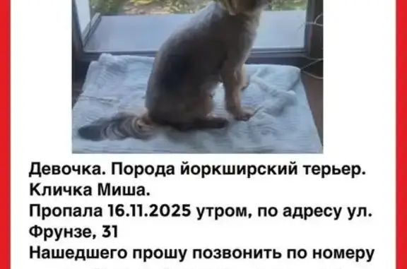 Пропала собака, ул. Фрунзе, Иваново - photo