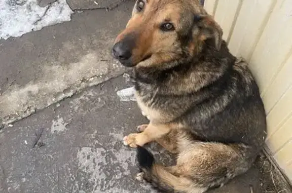 Пропала собака в Рязани, округ Рязань - photo