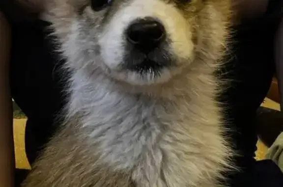 Найдена собака, Воронеж, фото: Щенок найден у садика на Берёзовой Роще, 38