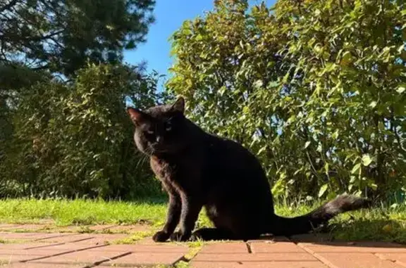 Пропал черный кот, Поварово, МО - photo