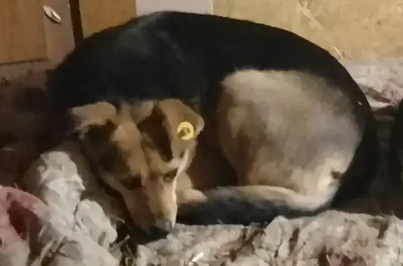 Пропала собака, ул. Монтажников, 1 - photo