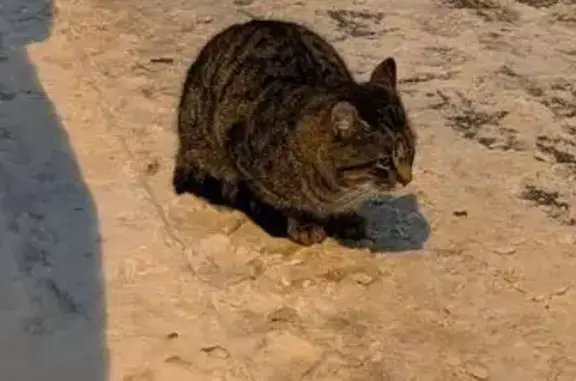 Найдена кошка, Москва, фото: Кошка найдена: Химкинский бульвар, 5