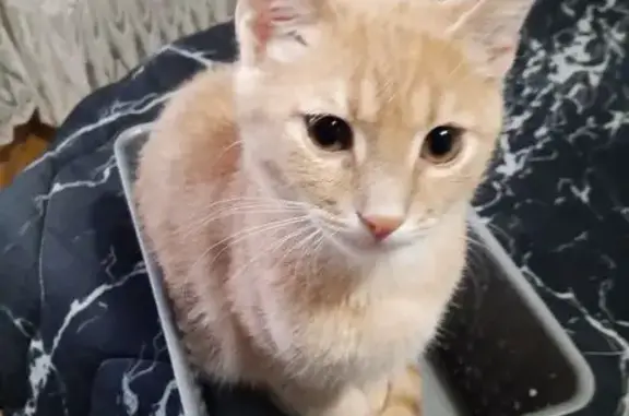 Пропал кот Барсик, Воровского 87, Краснодар - photo