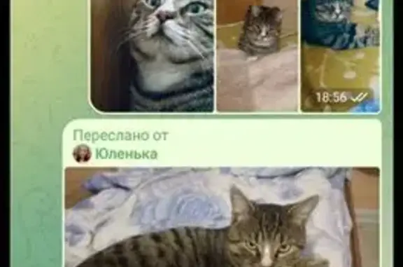 Пропала кошка, переулок Павлова 6, Сочи - photo