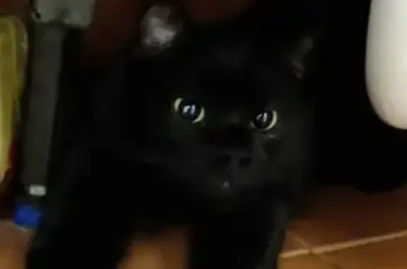 Кошки потеряшки, Моршанск, фото: Потеряшка кошка в Моршанске, Тамбовская обл.