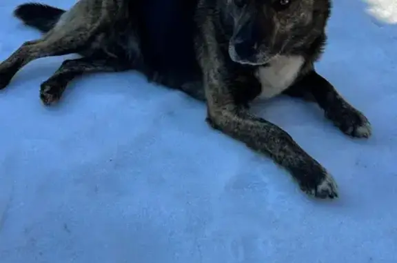 Пропала собака в СНТ Топограф, МО - photo