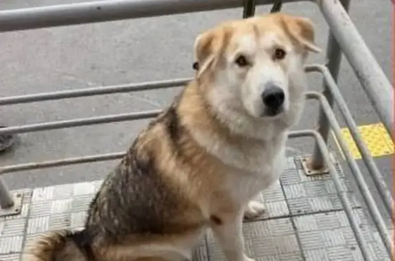 Пропала собака, Городская пл., Тюмень - photo