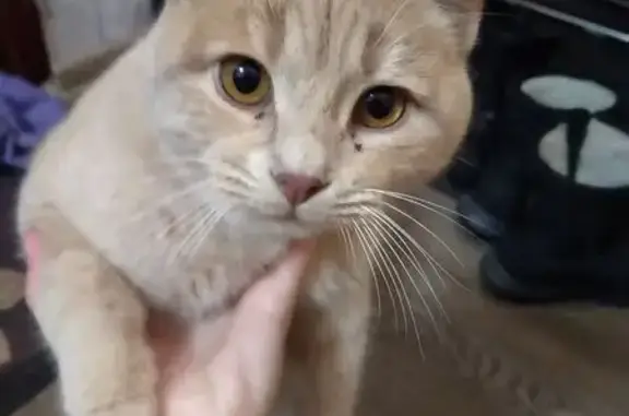 Найдена кошка, Елецкое, фото: Кошка найдена в Елецком, Липецкая обл.
