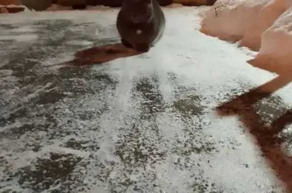 Найдена кошка, Санкт-Петербург, фото: Найдена кошка, пр. Художников 19 к1, СПб