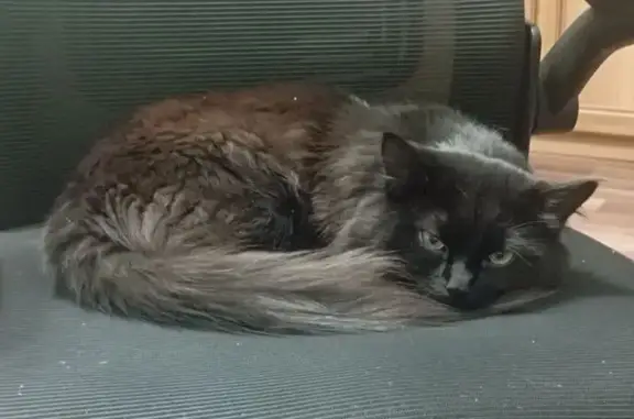 Пропала кошка, Белгородская 20, Калининград - photo