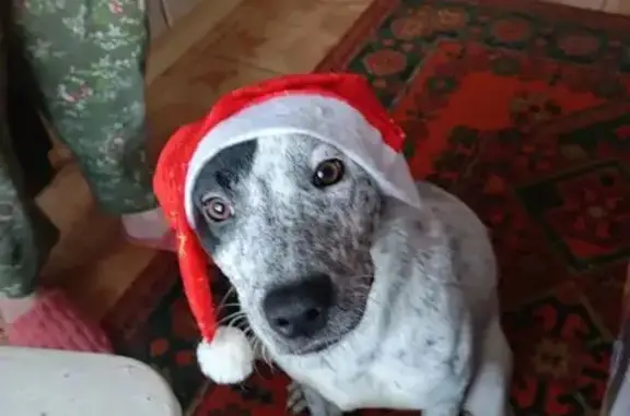 Найдена собака, Тутаев, фото: Кошка найдена: Соборная ул., 23, Тутаев