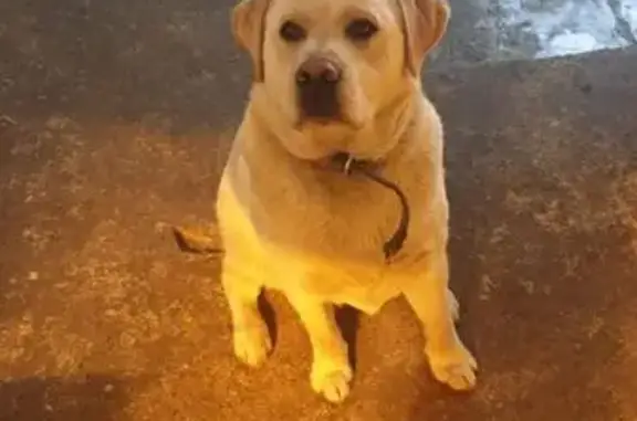 Пропала собака в с. Крутые Верхи, 38К-022 - photo