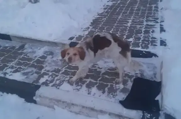 Найдена собака, Строитель, фото: Собака найдена: Октябрьский пер. 1, Строитель