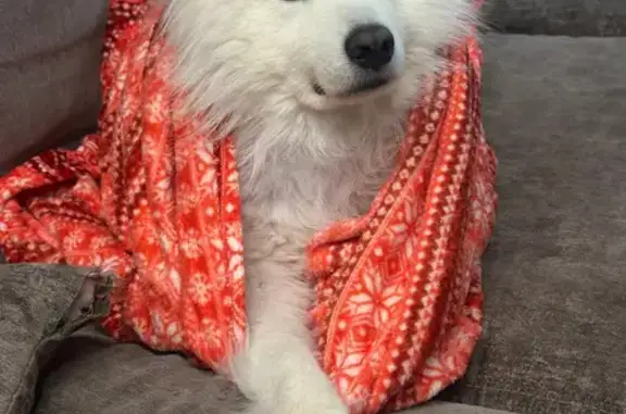 Пропала собака в Старой Бинарадке - photo