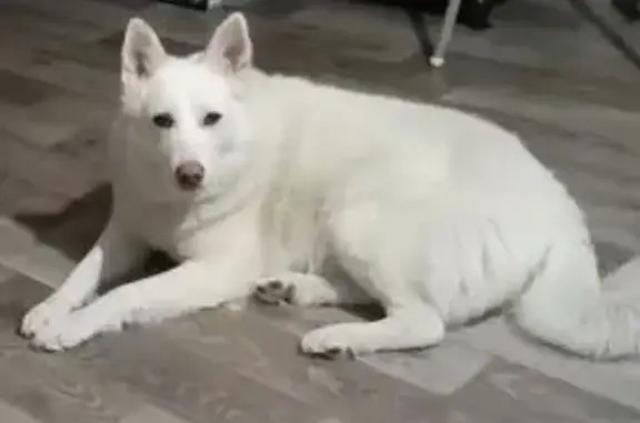 Пропала лайка Снежка, Межозёрный, Ленобласть - photo