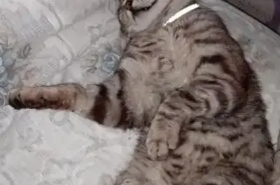 Пропала кошка, Долина 1-я ул., 18, Ставрополь - photo