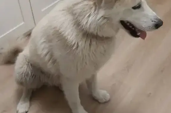 Найдена собака, Ростов-на-Дону, фото: Найдена собака, Орбитальная ул., Ростов-на-Дону